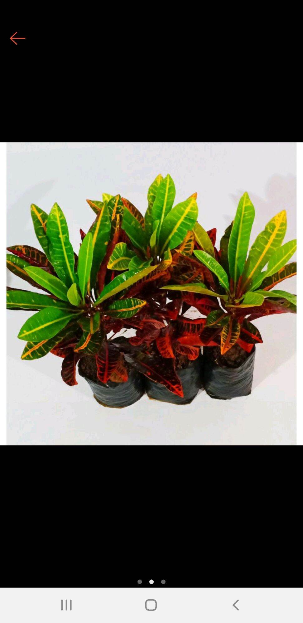 Shop online with Live Plants Garden now! Visit Live Plants Garden on