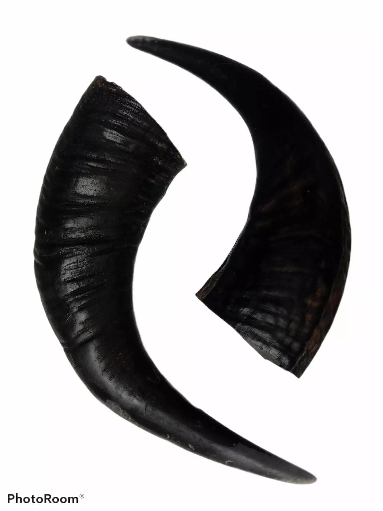 AUTHENTIC CARABAO HORN 12 INCHES Lazada PH