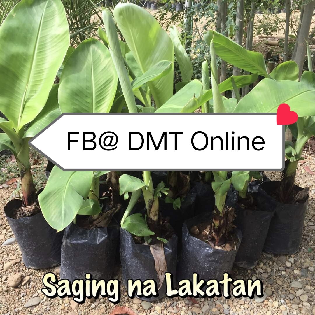 Live Plant Banana Plant Banana Tree Saging Lakatan Herbal Plant Indoor ...