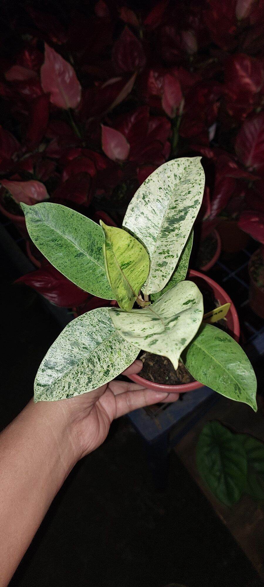 Shivereana Moonlight with Free Philodendron