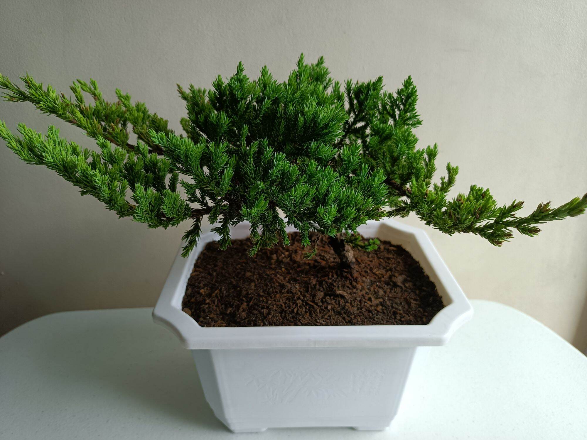 Japanese Garden Juniper with Free pot Live Bonsai Plant | Lazada PH