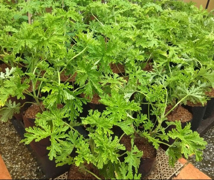 Citronella Malvarosa (Anti Mosquito Live Plant) with FREE garden soil