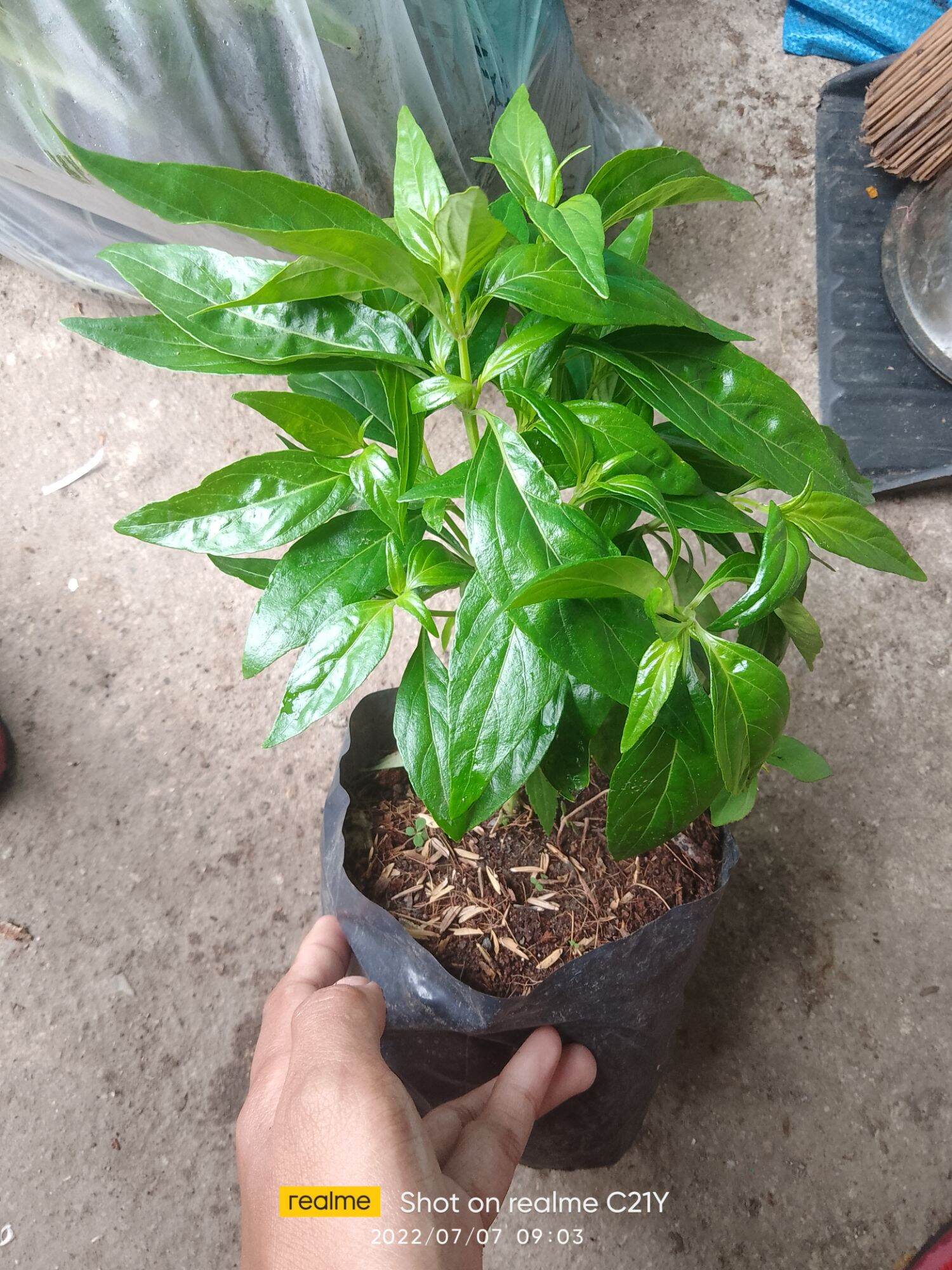 SERPENTINA herbal with roots, leaves and stem Lazada PH