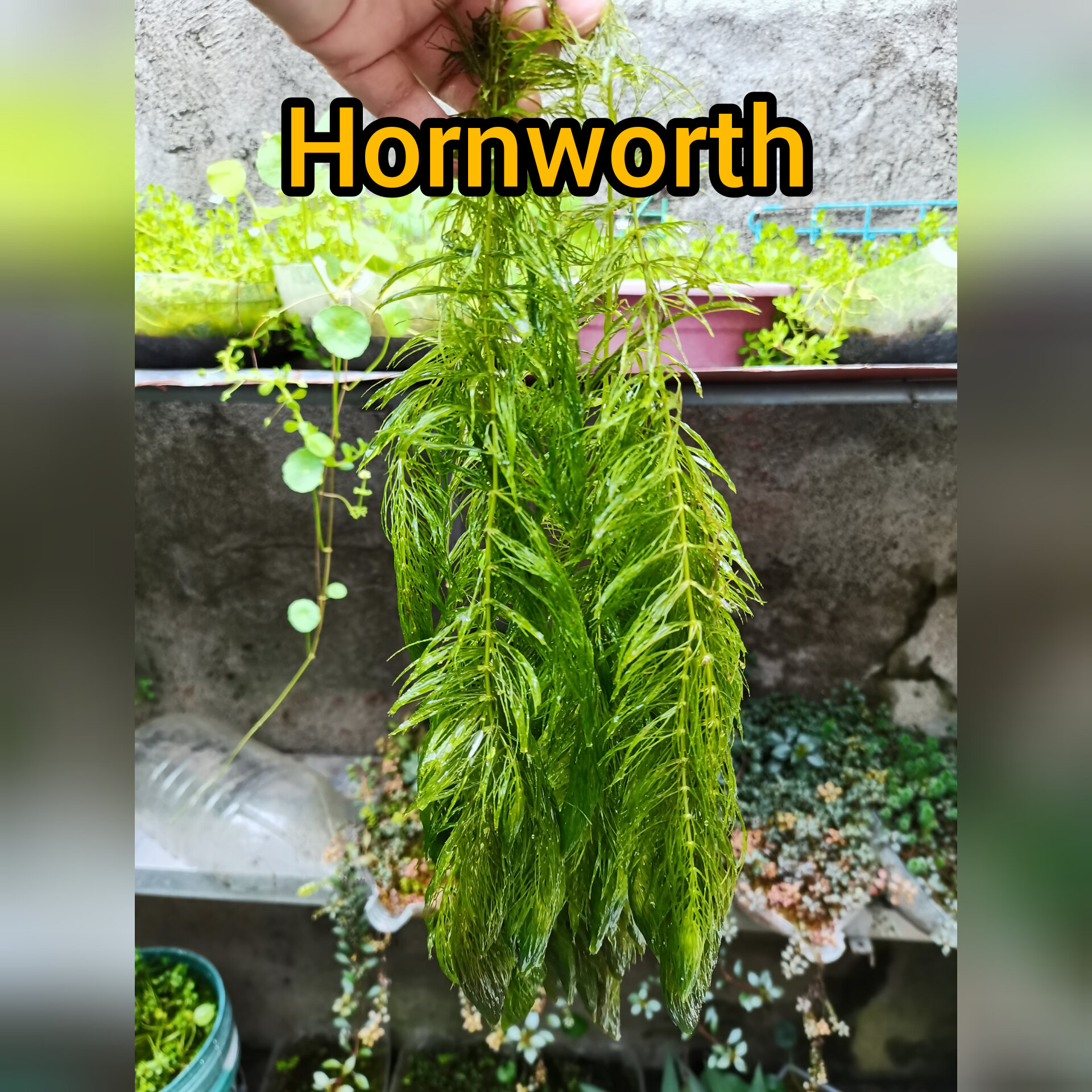 2 Hornworth Aquatic Plant with FREE 2 Aquarium Cleaner