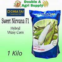 Sweet Nirvana F1 Hybrid Waxy Corn - Chia Tai Seeds