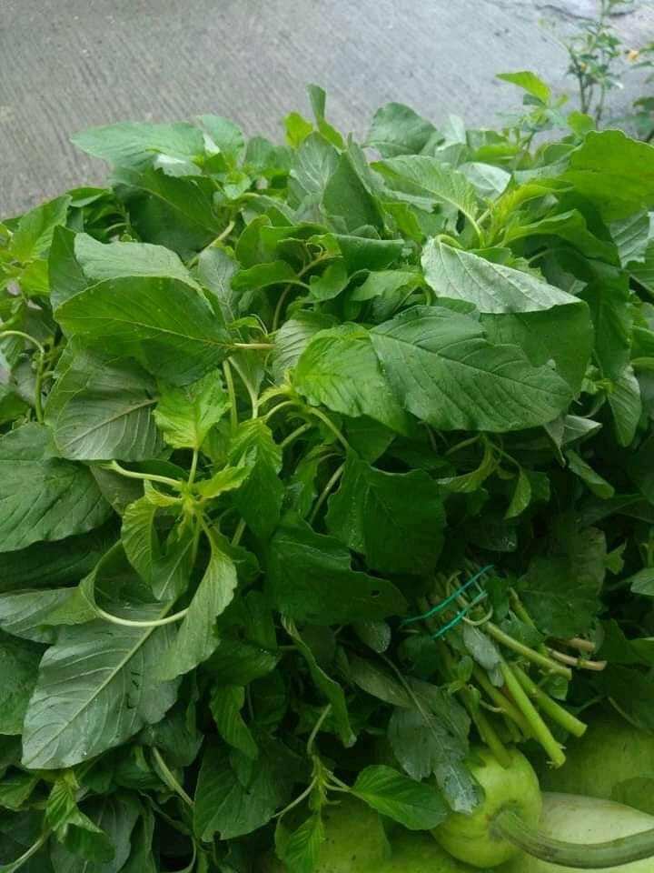 Spinach Kulitis Seeds for planting (200Seeds) Lazada PH