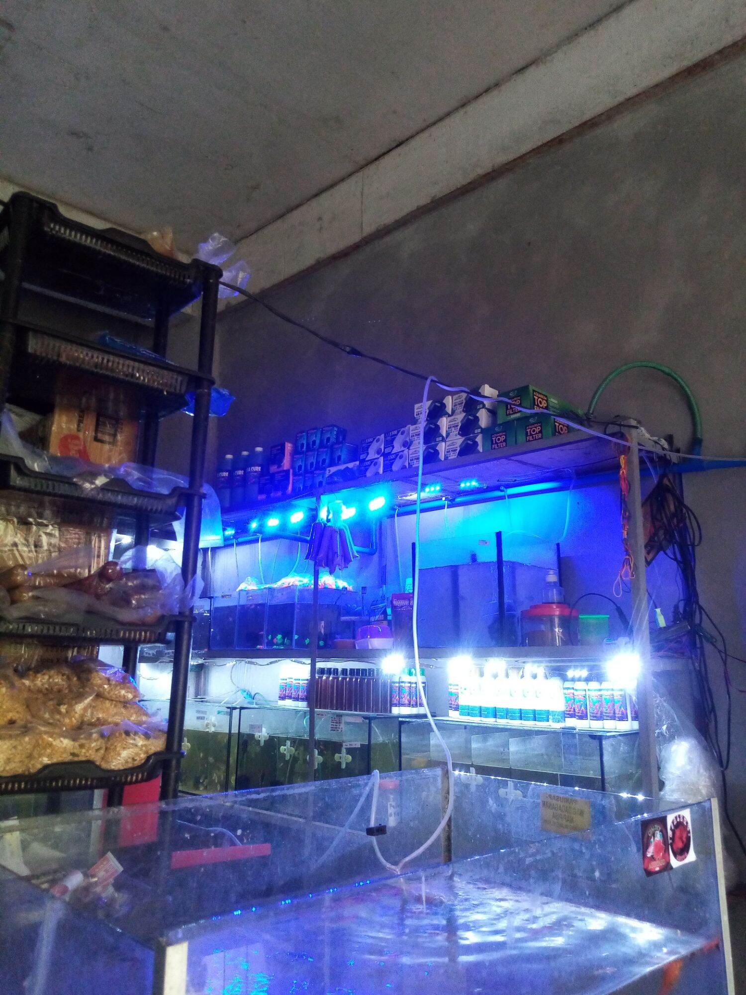 Semi Grow out Flowerhorn Lazada PH