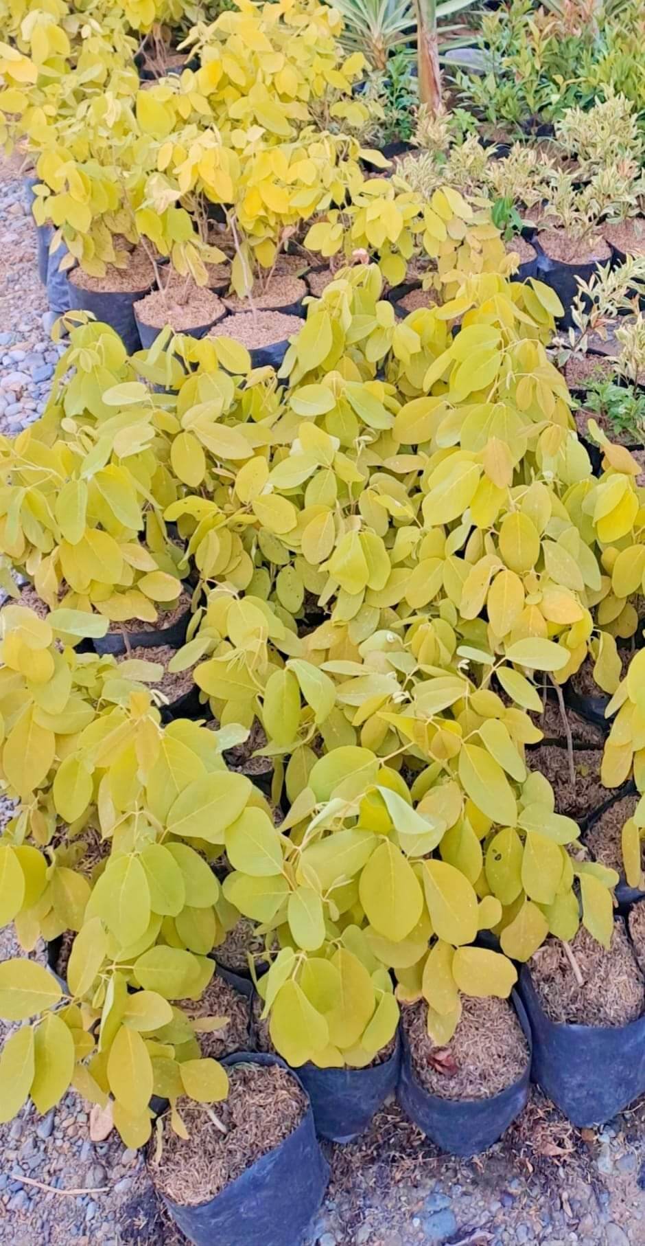 GOLDEN LEGUME / JAPANESE TREE / Clovergreen | Lazada PH