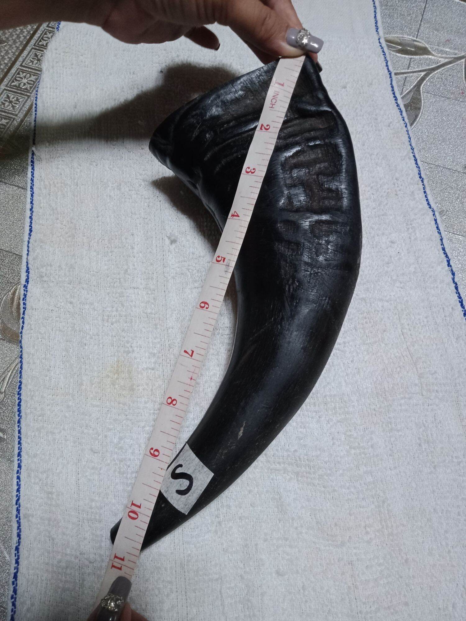 CARABAO HORN CHEW TOYS FOR DOGS... Lazada PH