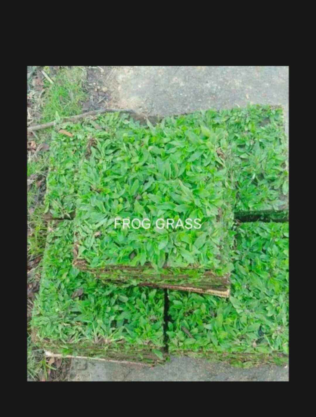 Frog grass live grass ready to plant ☘️ | Lazada PH
