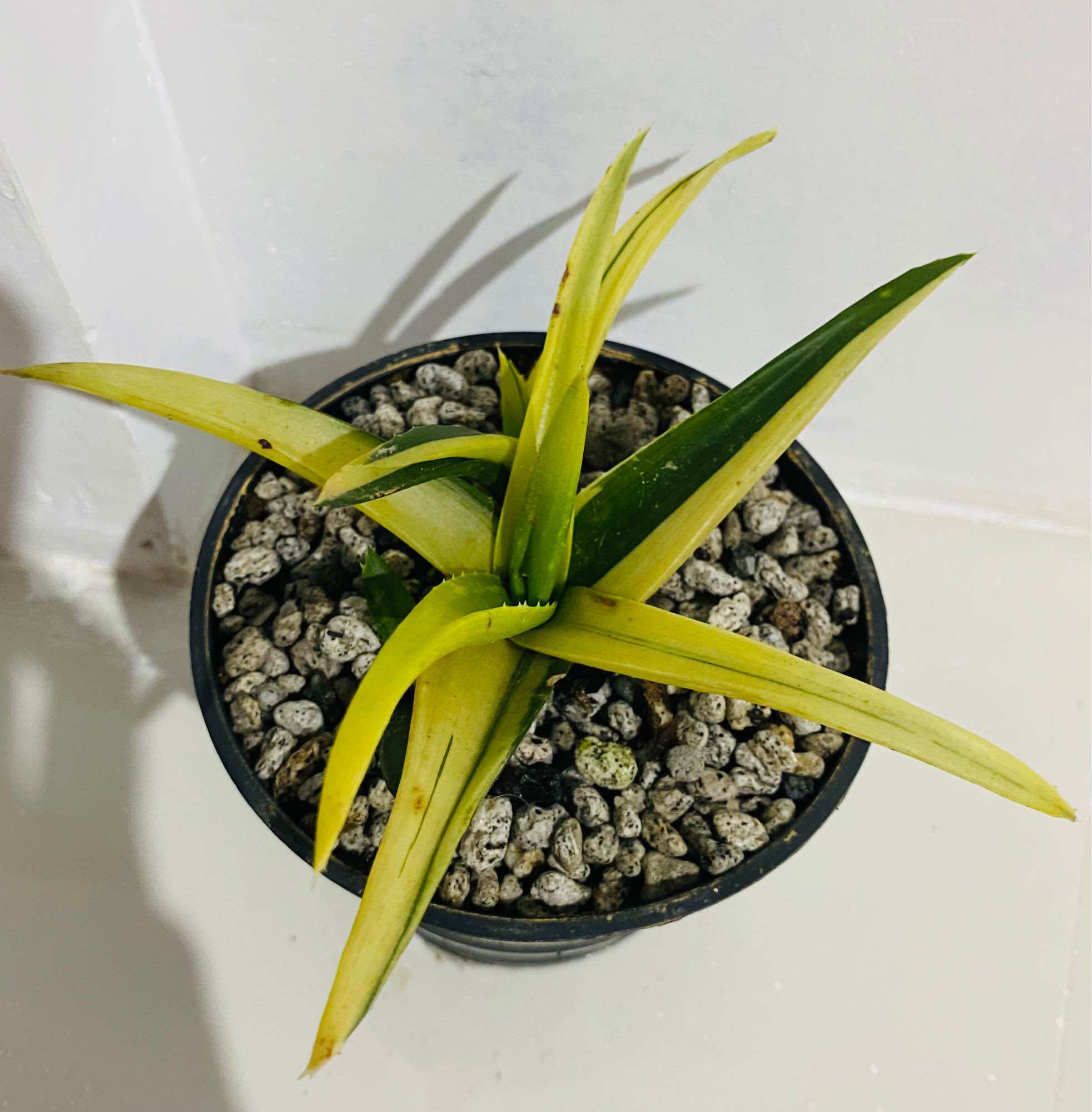Sansevieria Varieties-Lavranos/Silver Nymph/Somalia/Samurai/Motum Kenya/Ocean  Star/Birds Nest/Fermic | Lazada PH