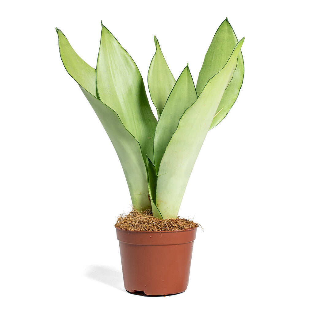 Sansevieria Moonshine Live Plant Rooted Plant With Free Fertilizer Lazada Ph 