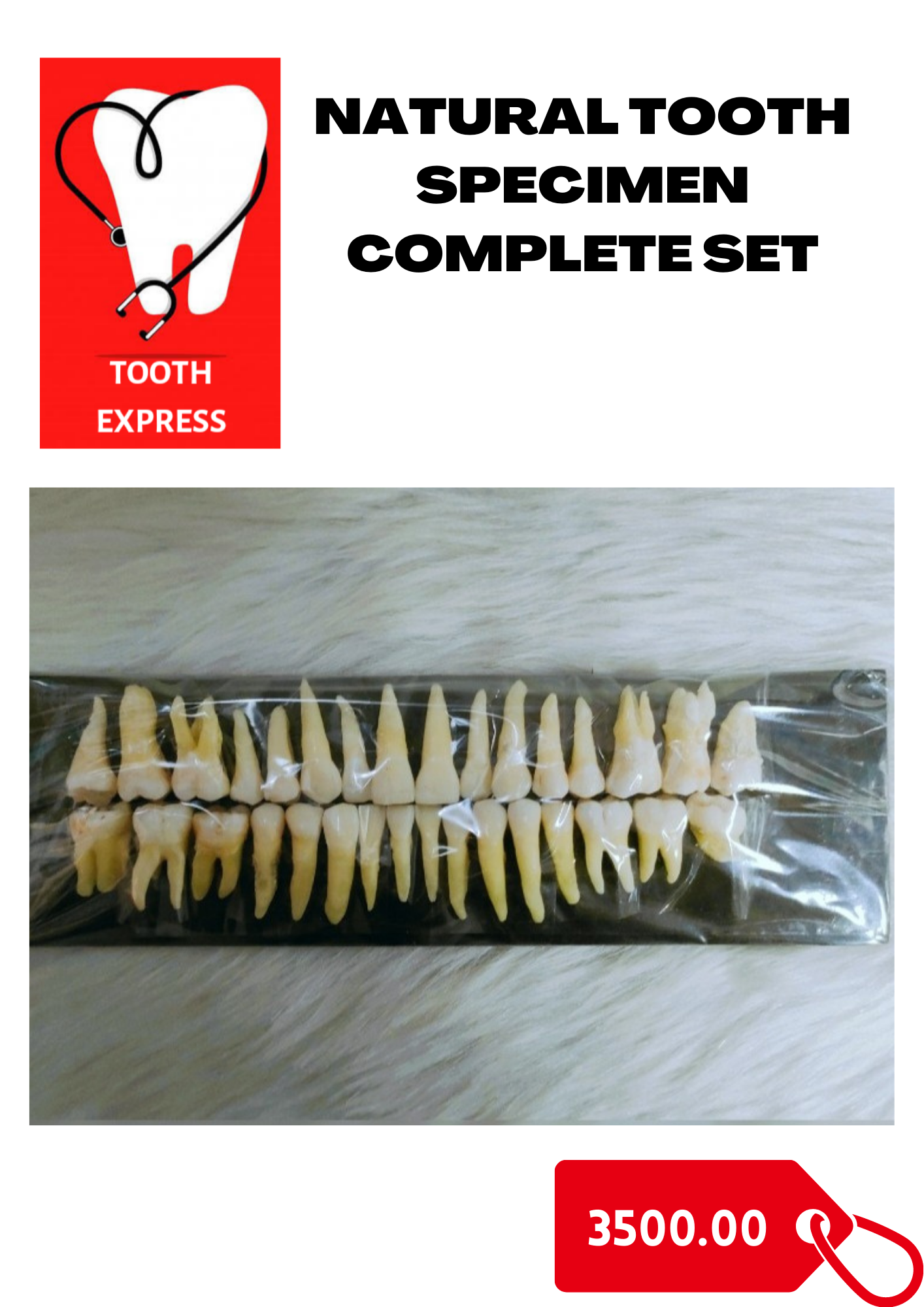 natural-tooth-specimen-complete-set-lazada-ph