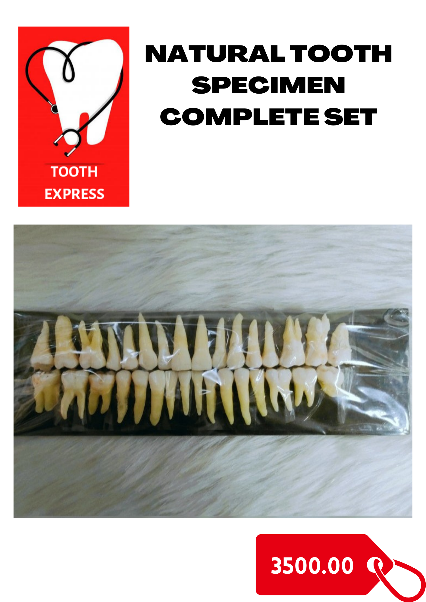 Natural Tooth Specimen Complete Set Lazada PH
