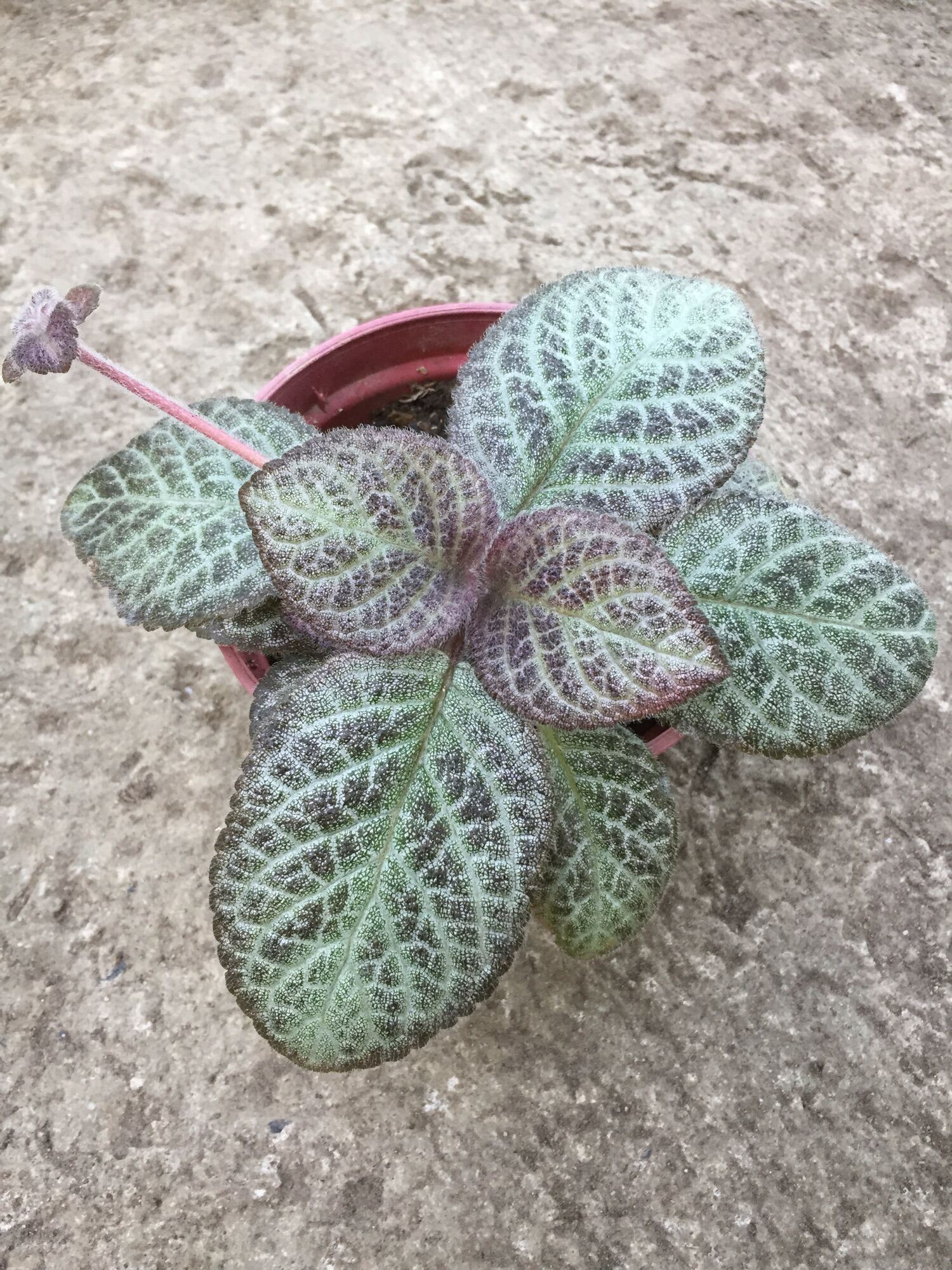 Episcia Shimmering Silver (Luzon only) | Lazada PH