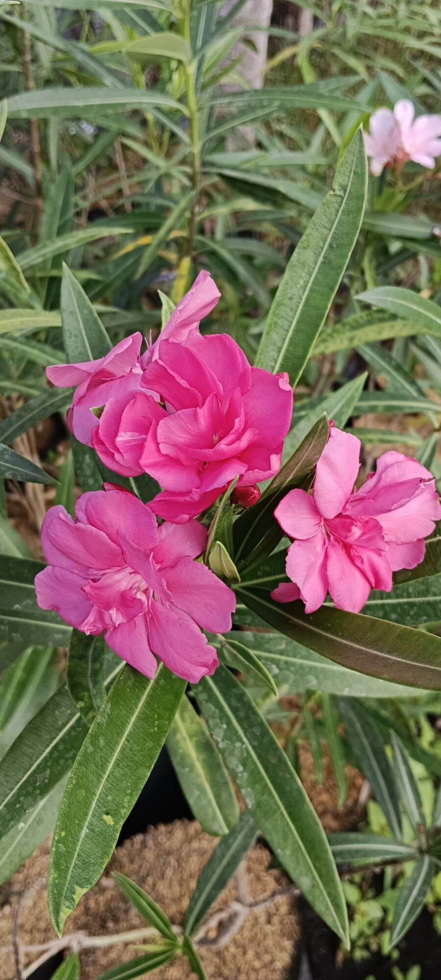 Pink Adelfa Oleander Nerium Flowering plant (1ft and up) | Lazada PH