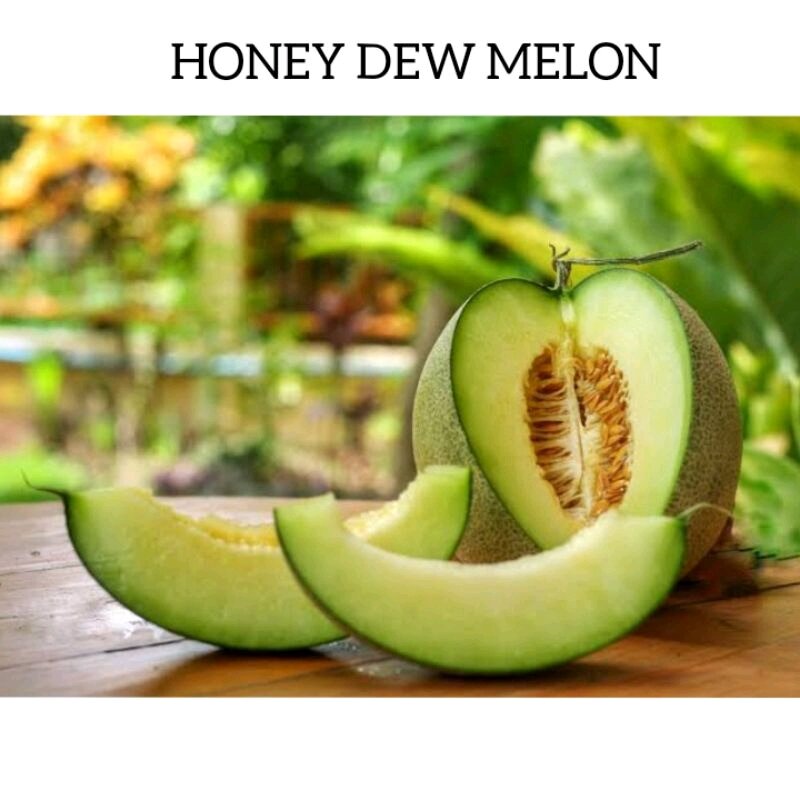 HONEY DEW MELON fruit seeds | Lazada PH