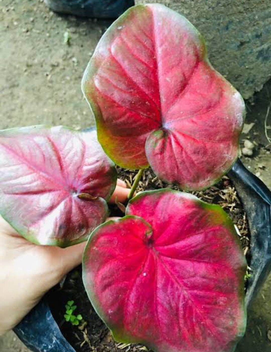 Red Emperor Caladium | Lazada PH