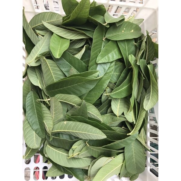 Dahon ng Bayabas / Guava Leaves | Lazada PH