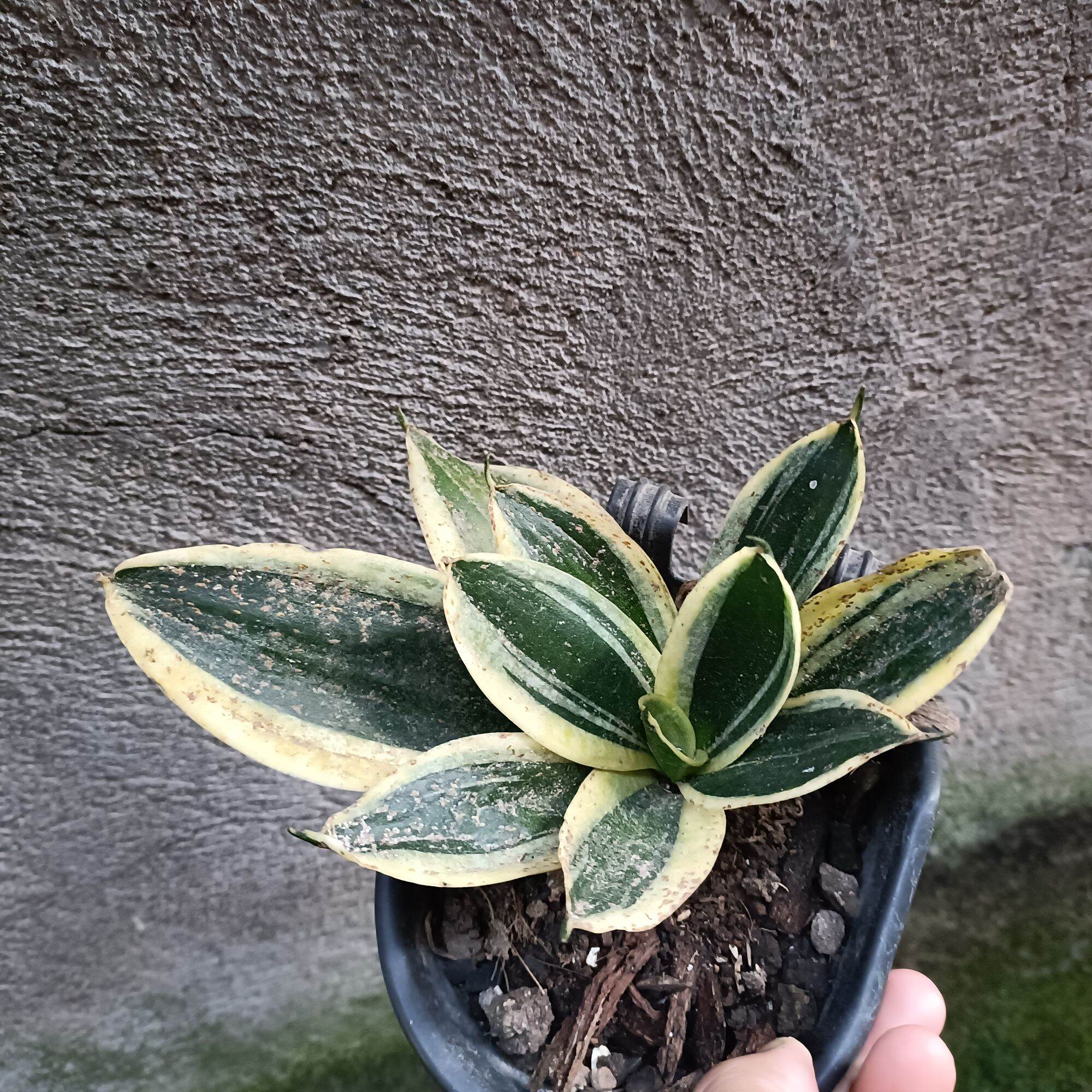 Sansevieria dwarf/long live plant | Lazada PH