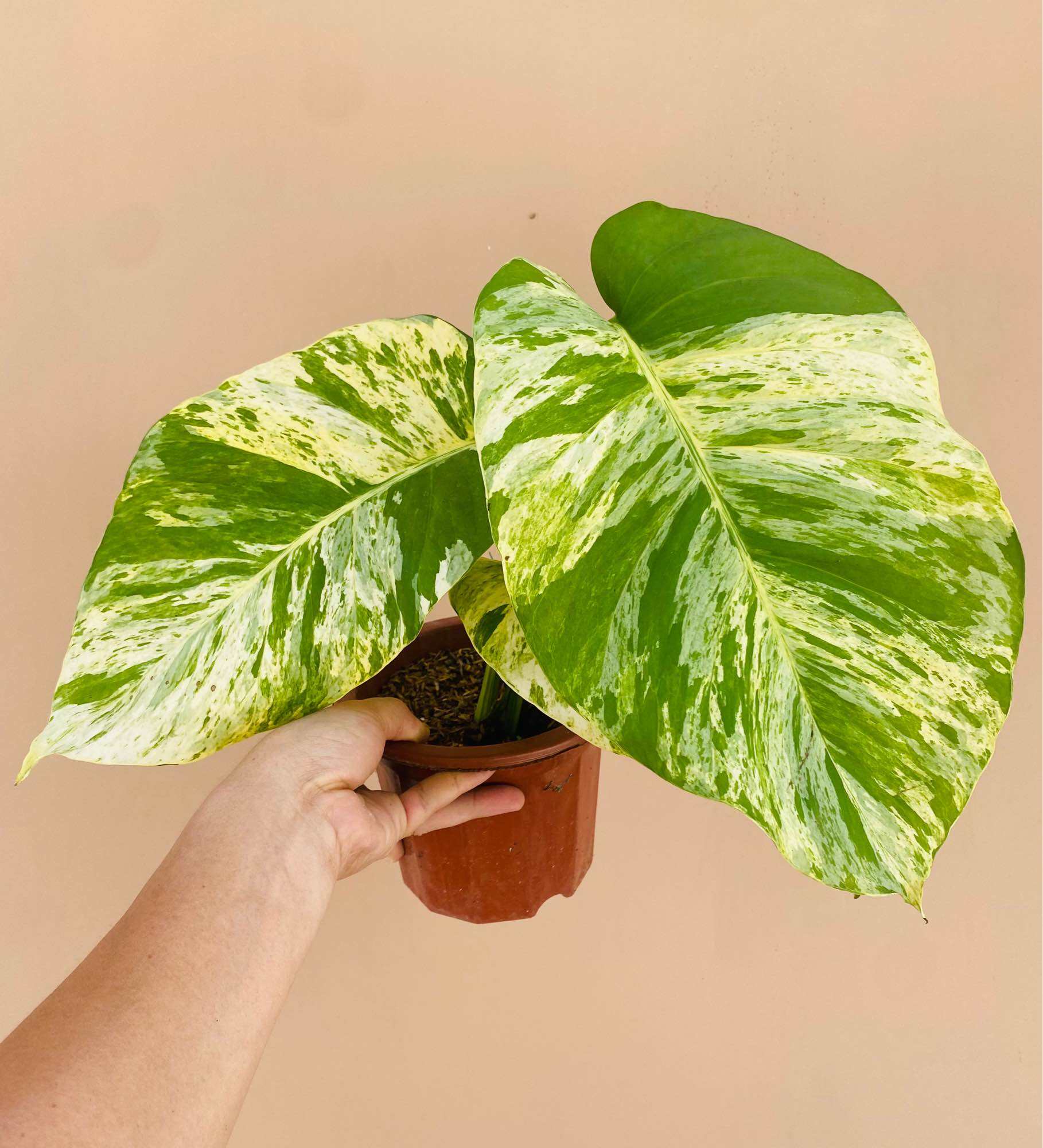 Giant Marble Queen Pothos Live Plant Imported Pothos Variety Lazada Ph 5766