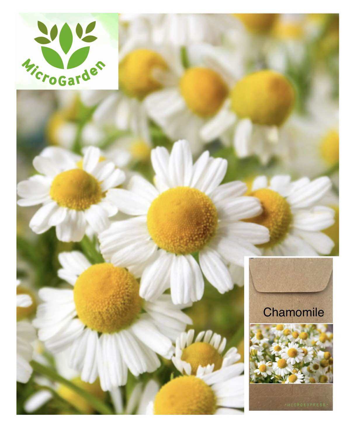 Chamomile Flower  Seeds Home Garden