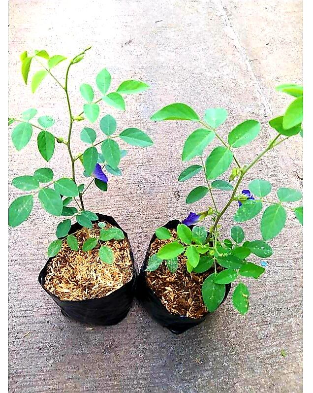 Blue ternate / Butterfly pea tea seedlings