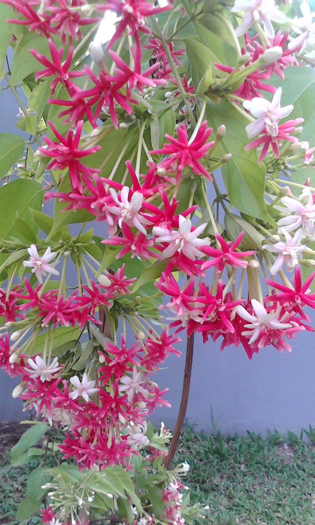 Rangoon Creeper | Double Color | Lazada PH