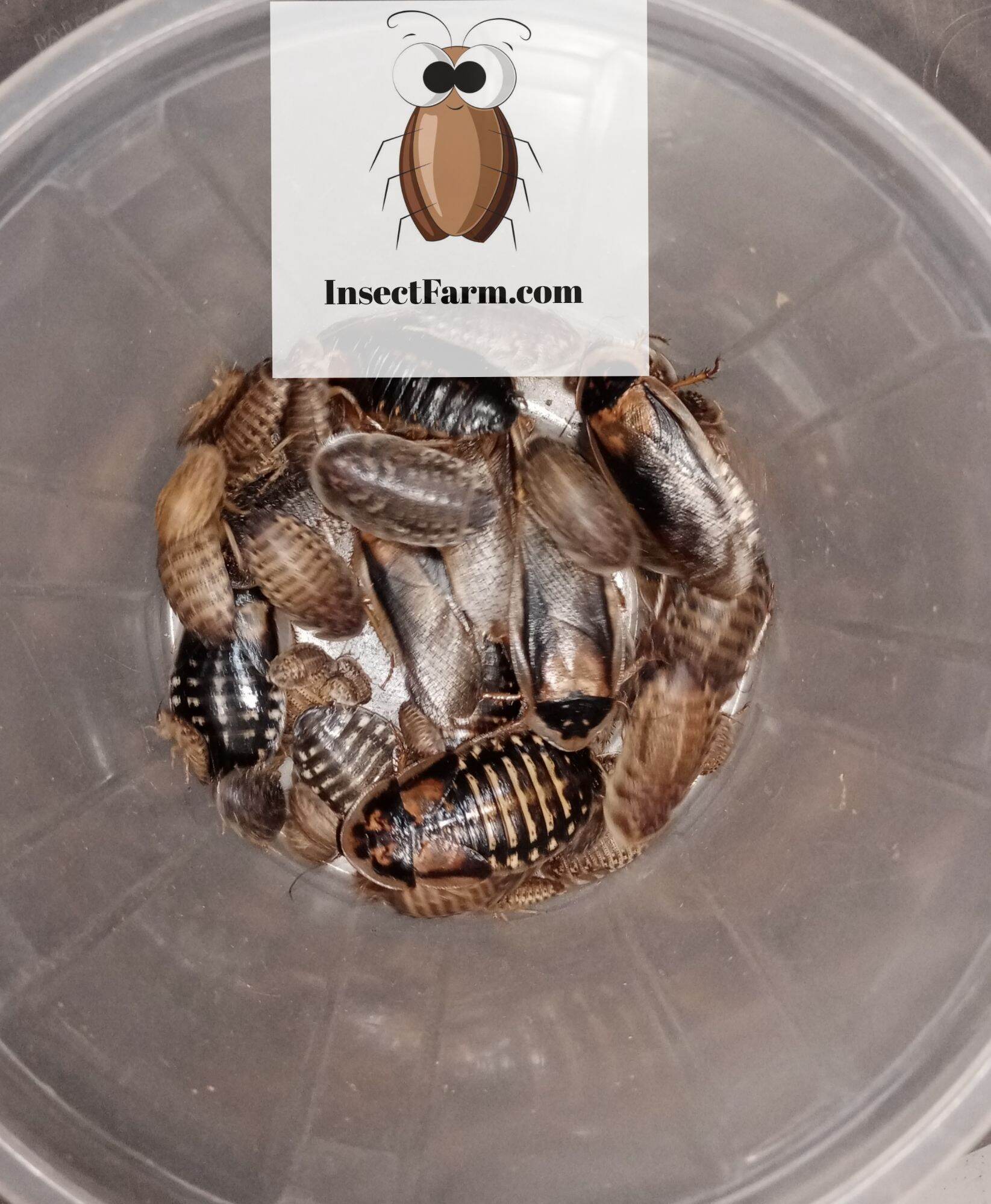 Dubia Colony (half colony) / Blaptica Dubia Lazada PH