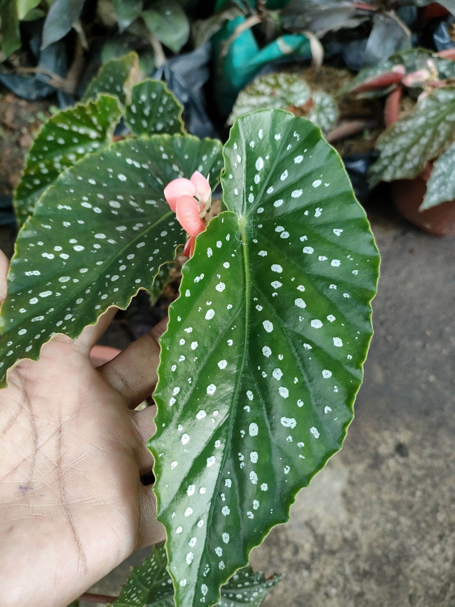 Begonia Maculata Silver Spotted Rare Live Plants | Lazada PH