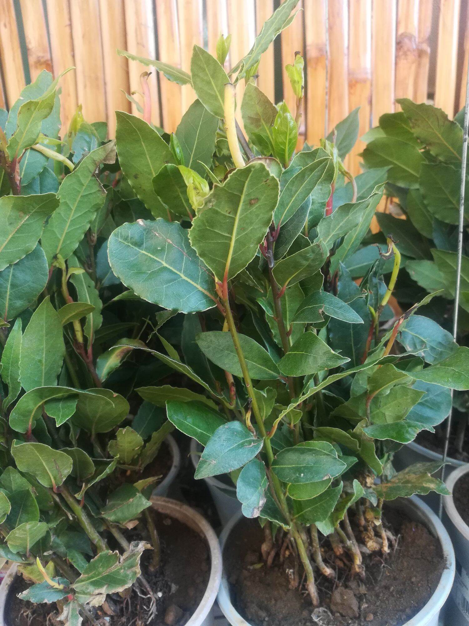 bay leaf seedlings laurel Lazada PH