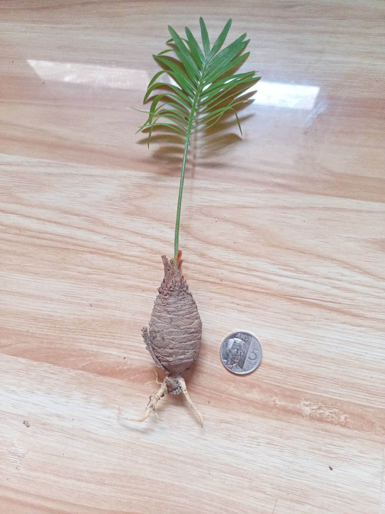 Cycas siamensis Lazada PH