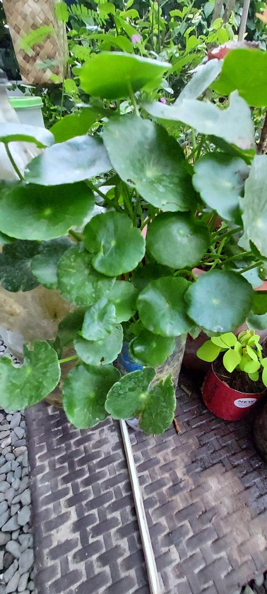 Pennywort Takip kuhol memory booster 8 stem herbs | Lazada PH
