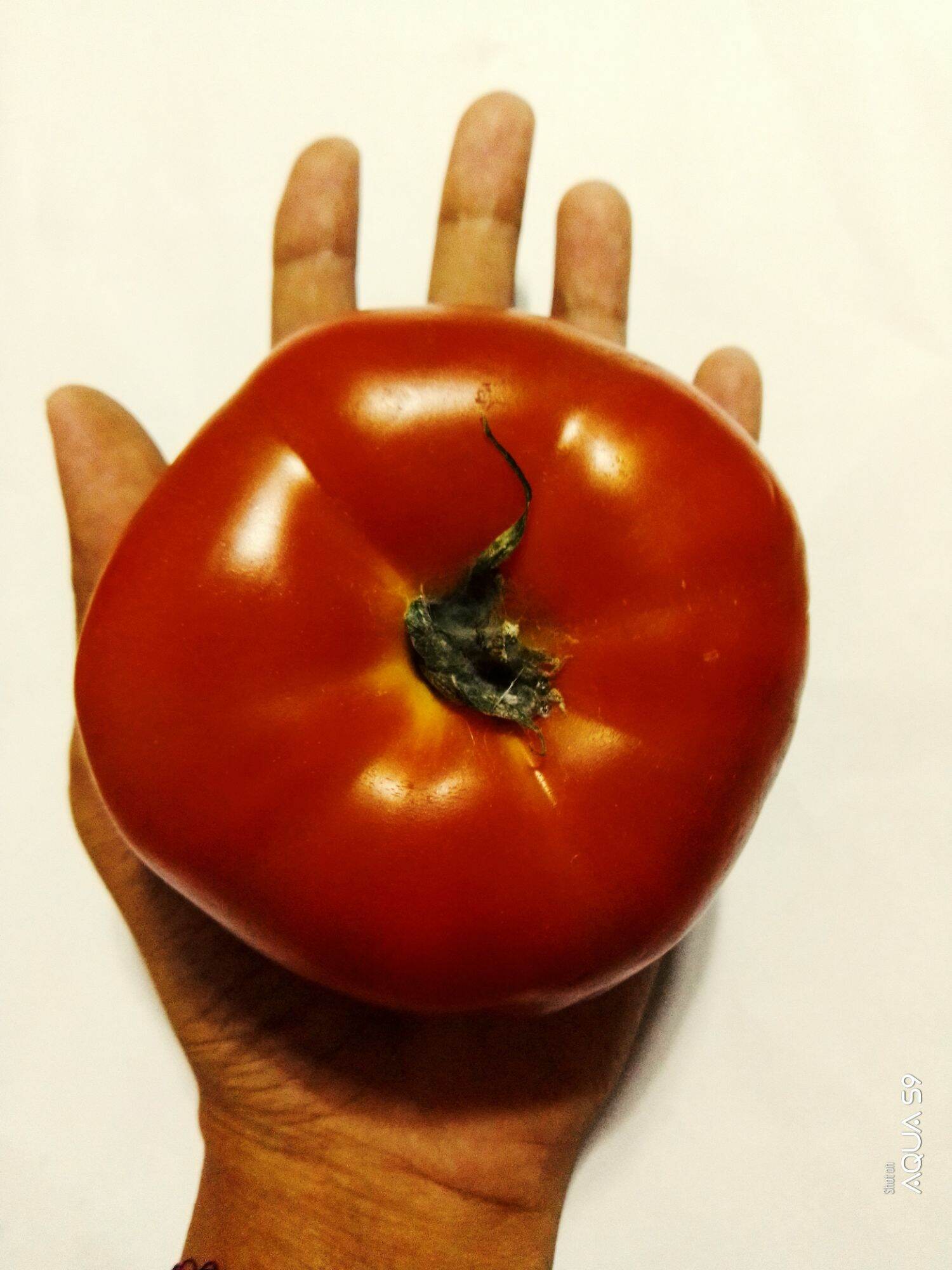 Giant Tomato Kamatis Binhi Quality Seeds Pantanim Hybrid Lazada Ph 1397