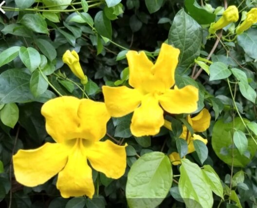 cat's claw vine,,, OUT DOOR super dali lng alagaan hnd mahirap at ...