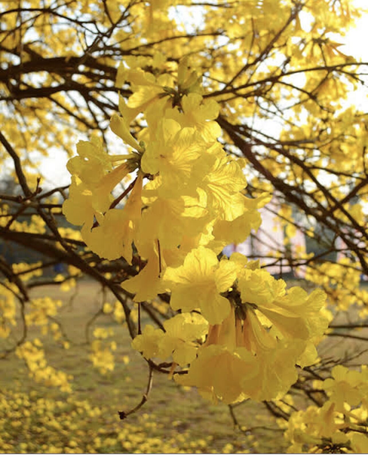 Golden Trumpet Grow in Philippines Tropical Flower Seeds