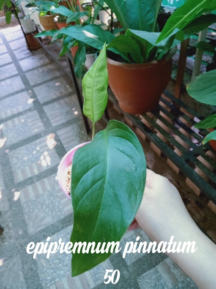 Epipremnum Pinnatum (Yellow Flame Reverted), Furniture & Home Living,  Gardening, Plants & Seeds on Carousell