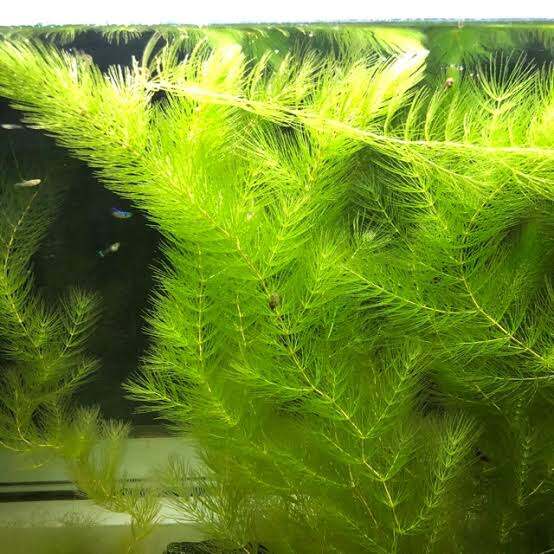 Hornwort Aquarium Plant Pond