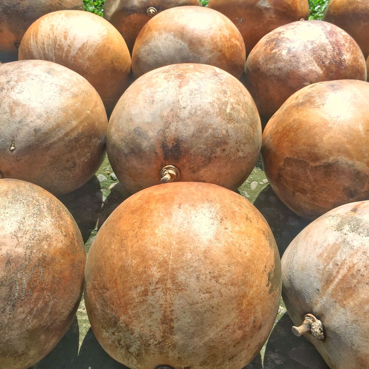 Dried Calabash Fruit Lazada PH