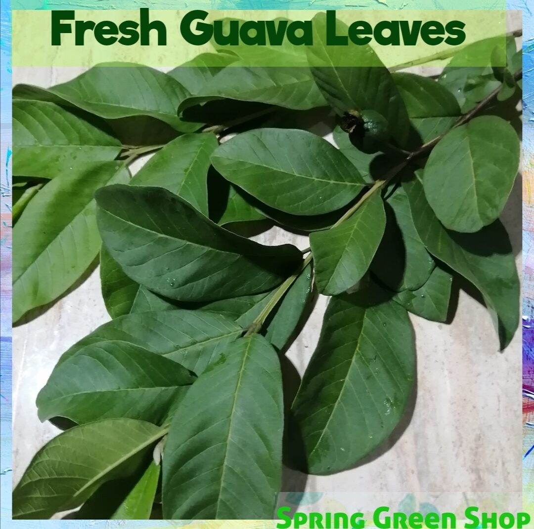 Guava Leaves Fresh Harvest 100 Pieces Dahon Ng Bayabas Lazada Ph