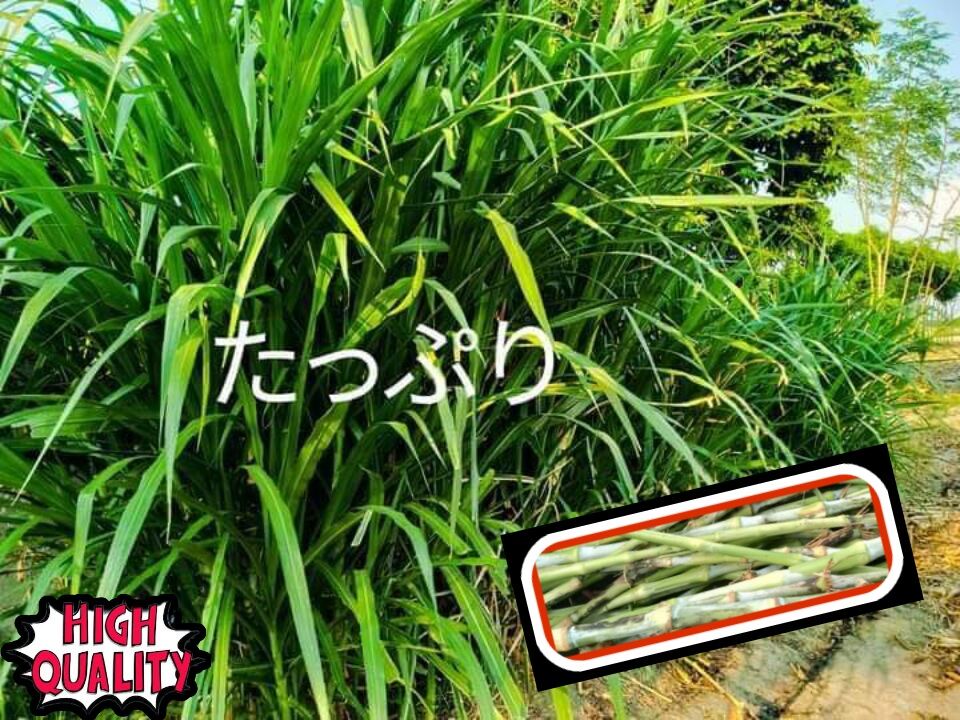 20pcs-pakchong-super-napier-grass-cuttings-lazada-ph