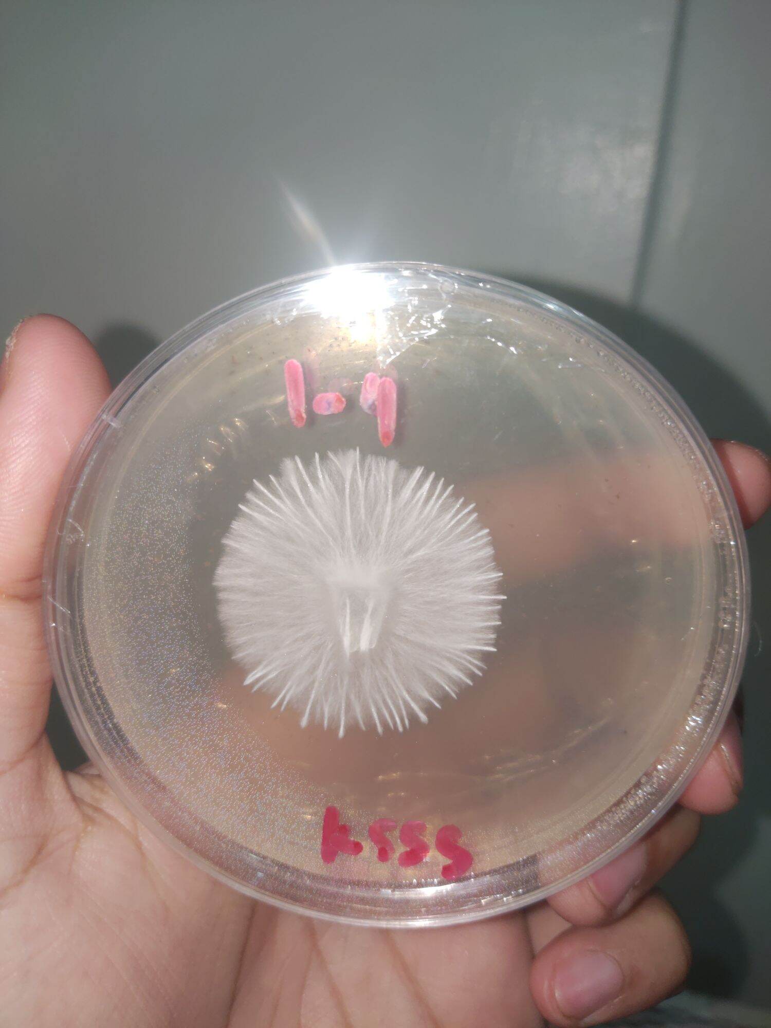 Goomba Mushroom agar culture Lazada PH