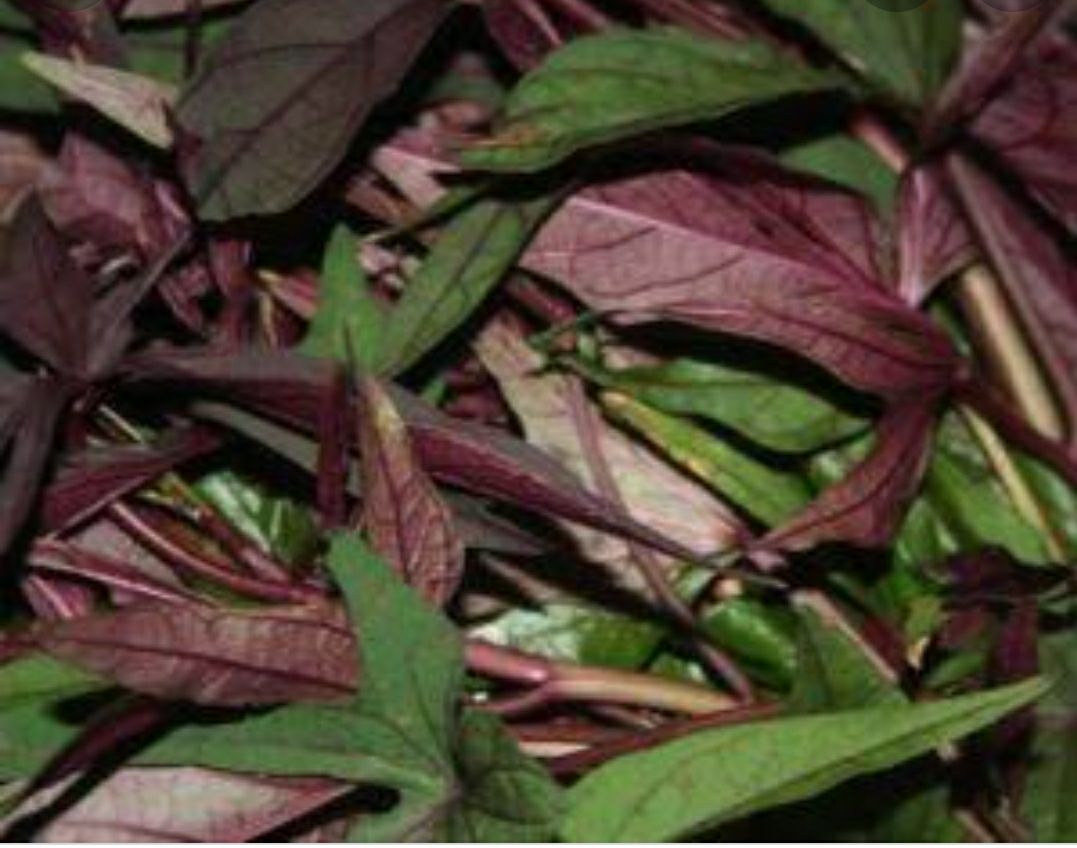 camote leaves health benefits