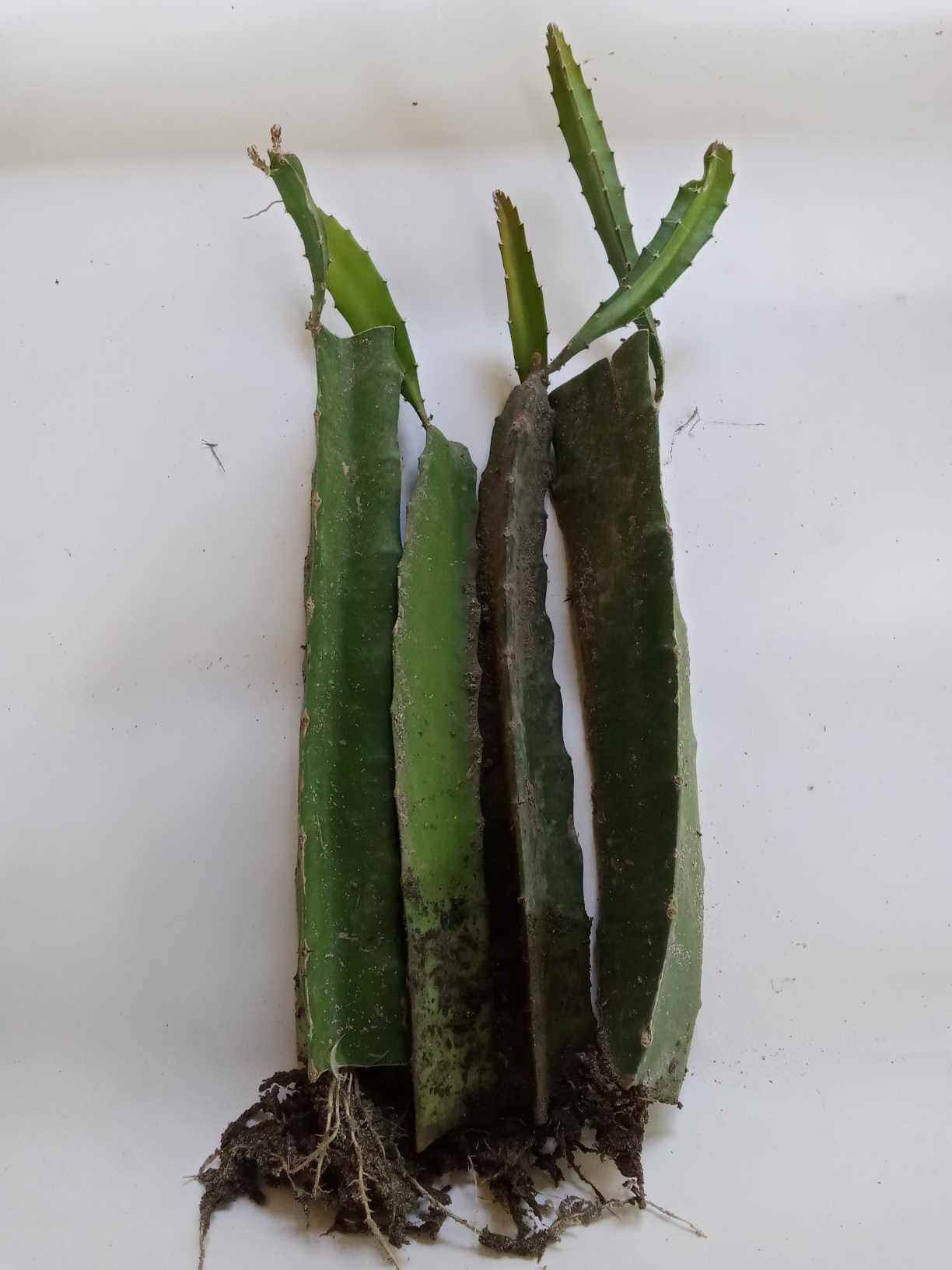 Moroccan Red Dragon Fruit Cuttings - 4 Pieces