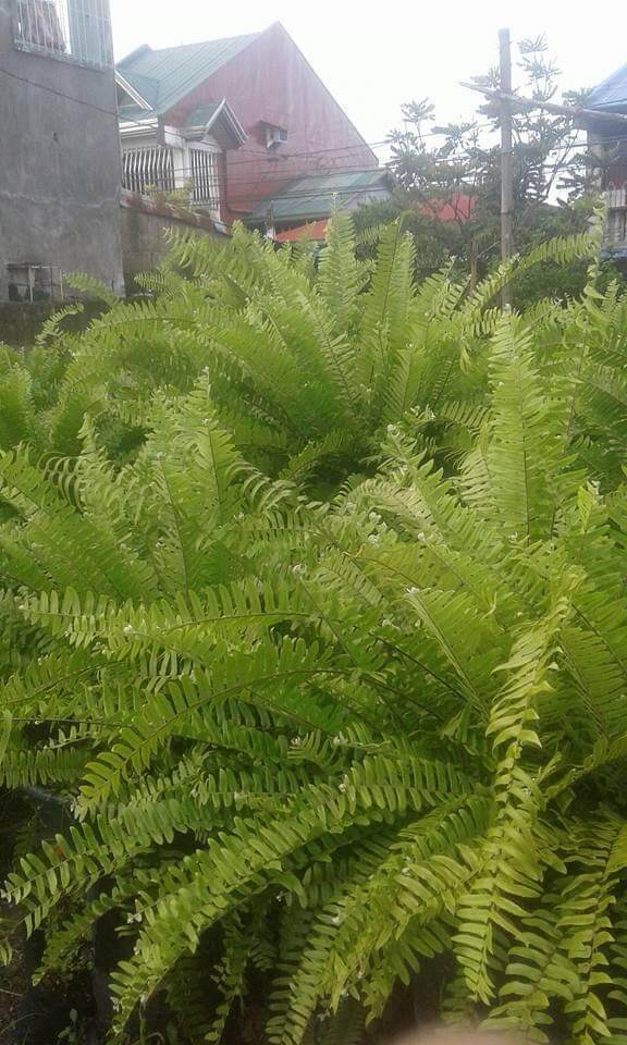 Peruvian Fern,, ,,, fully rooted,,pick up only.. 