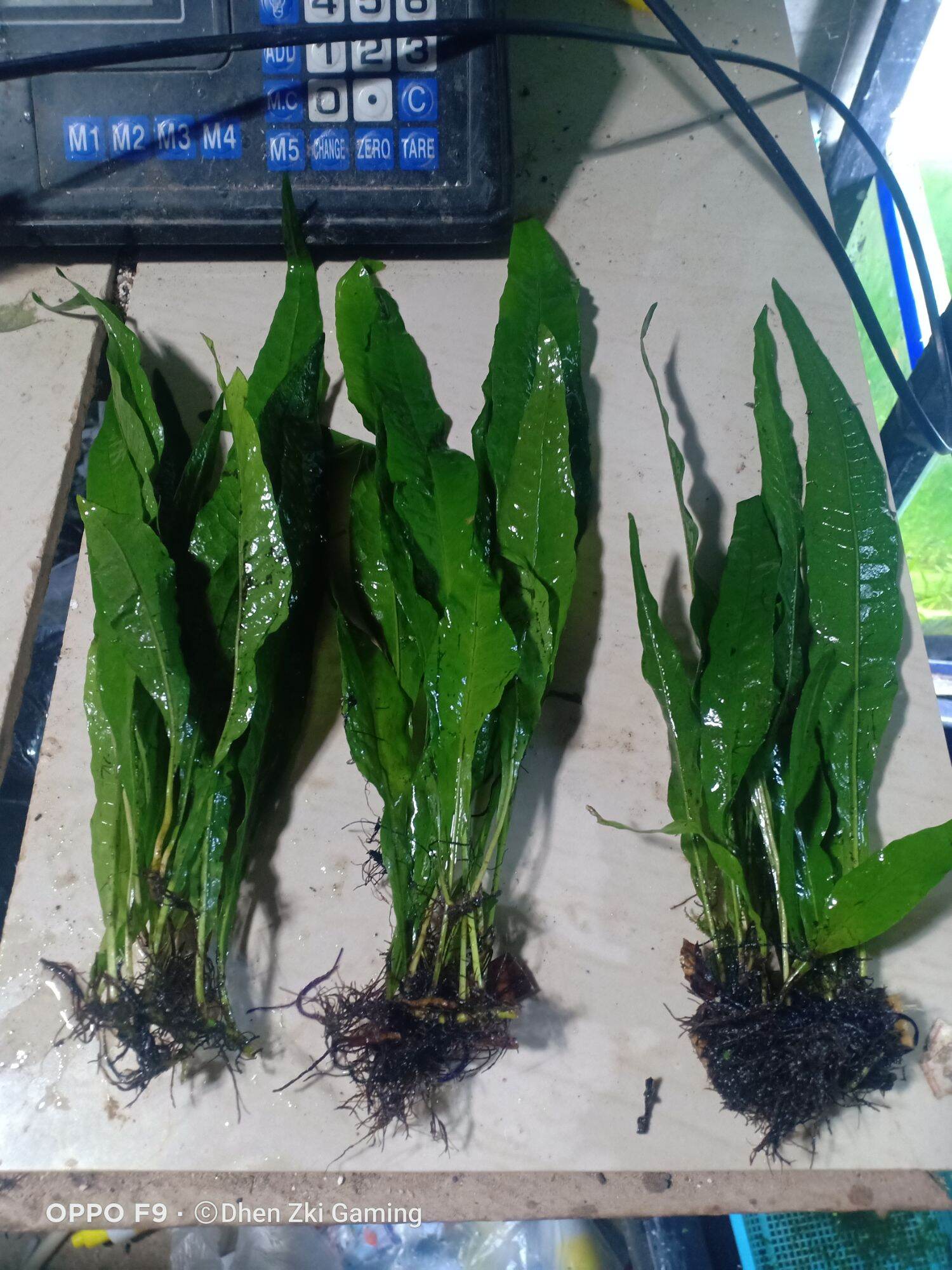 java-fern-lowtech-aquatic-plants-lazada-ph