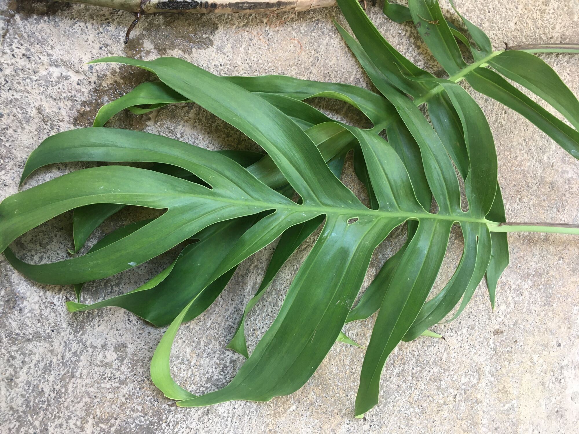 Epipremnum Pinnatum Yellow Flame Cutting (Matured Form), Plus FREE  Philodendron Burl Marx