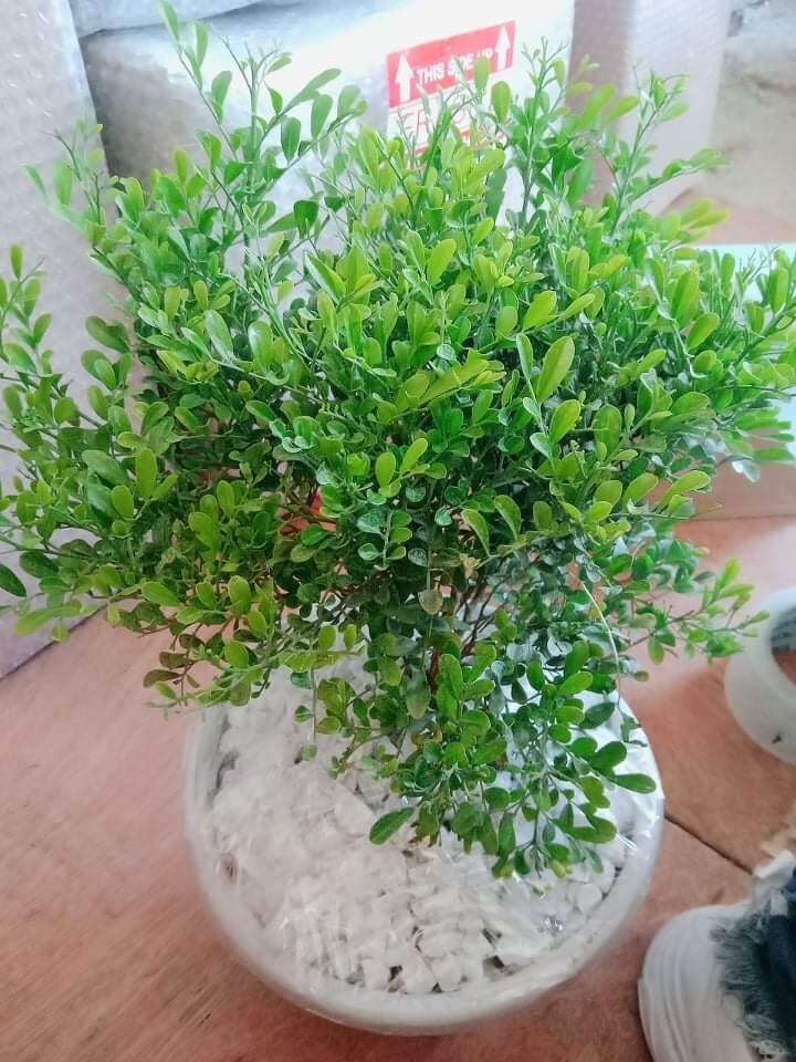 Dwarf kamuning Plant/Murraya Paniculata | Lazada PH