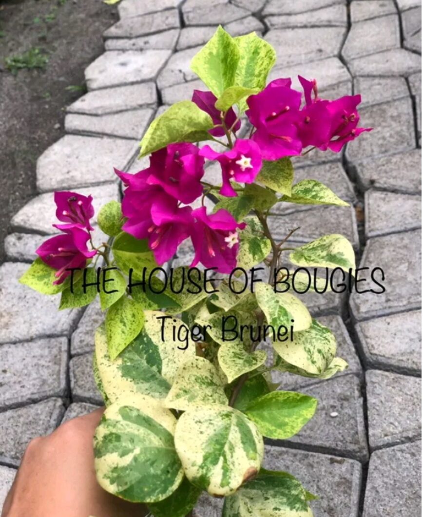 BOUGAINVILLEA ROOTED LIVE PLANT-TIGER BRUNEI | Lazada PH