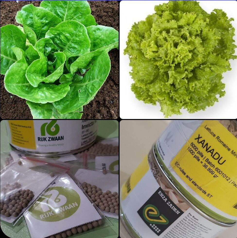 50+ 50 Lettuce Seeds Batavia Invicta RZ + Romaine Mini Xanadu (Repack